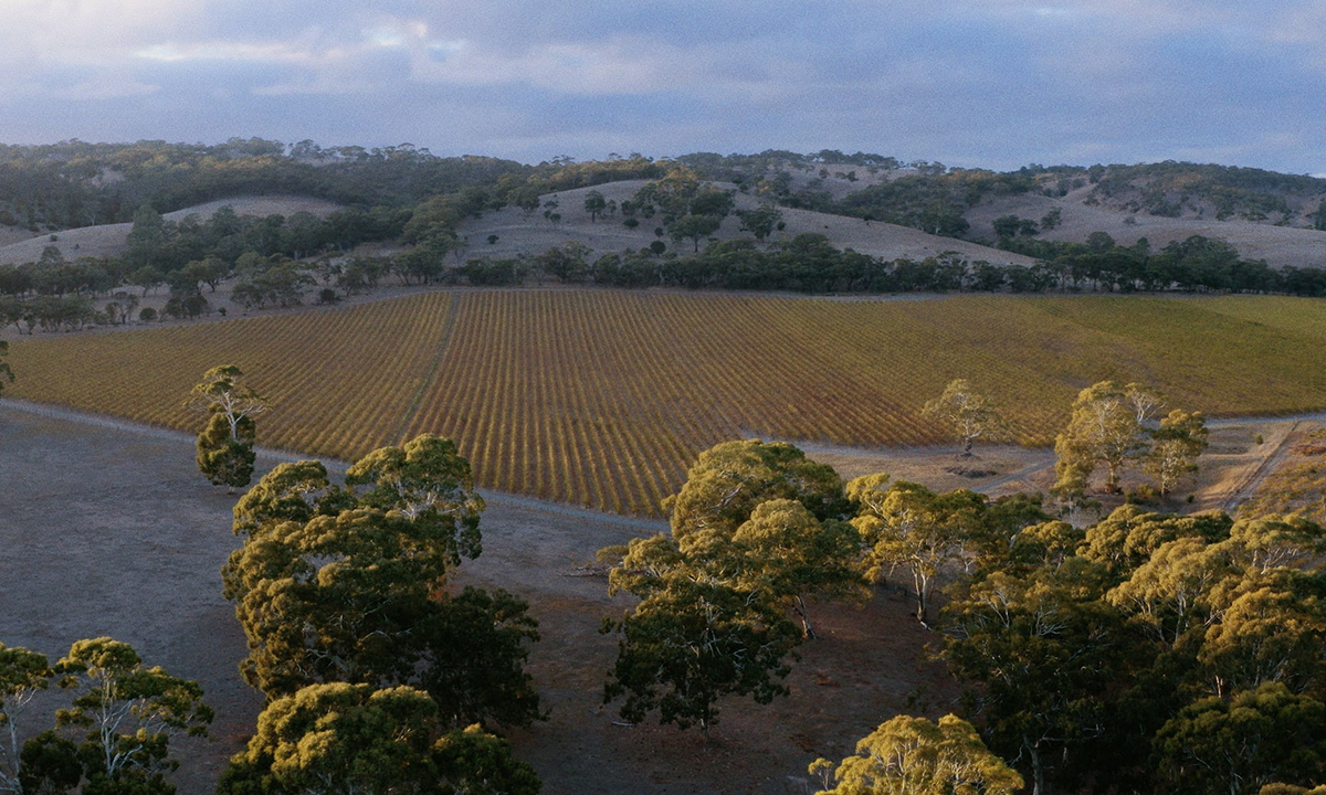 Leask’s Sand Hill Vineyard, which accounts for 80% of Hither & Yon’s production, was awarded Innovative Vineyard of the Year in the Young Guns of Wine due to its regenerative practices.