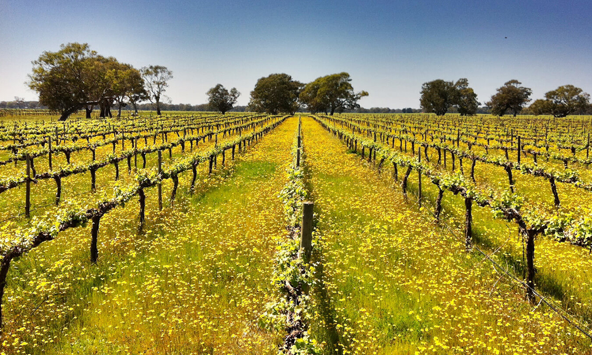 Koonara allows native grasses to grow among the vines, which attracts predatory insects to keep pests controlled – and the property is thriving.