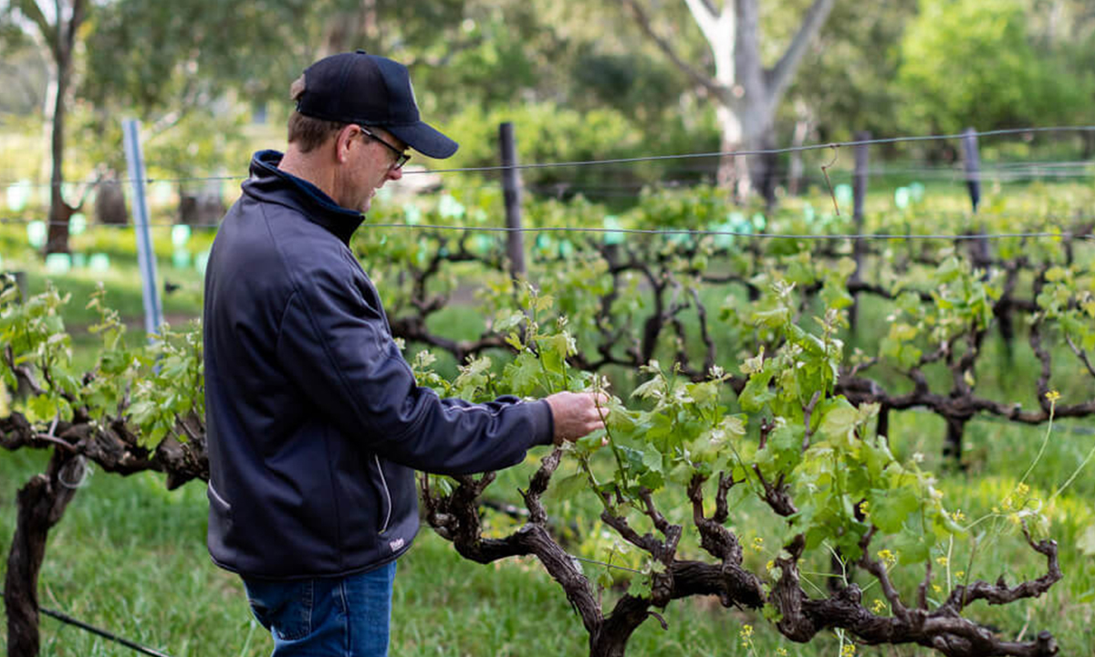 Richard Leask of Hither & Yon says his vineyard and resulting wines are thriving thanks to regenerative agriculture.